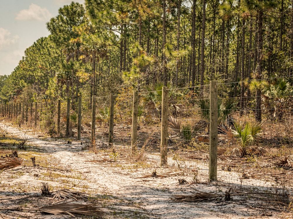 Brush and underbrush cleared along a fence line near Orlando, FL